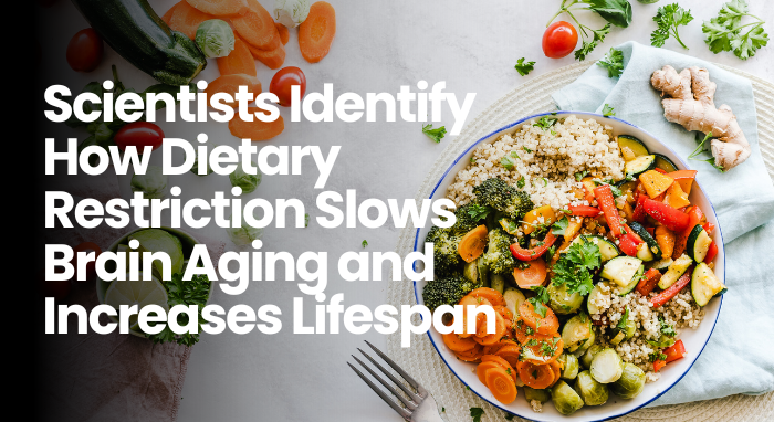 Scientists Identify How Dietary Restriction Slows Brain Aging and Increases Lifespan